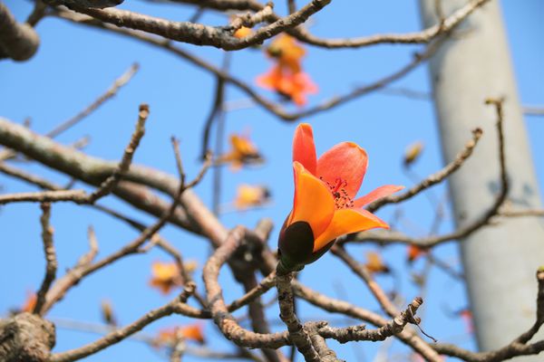 二林東螺溪畔木棉花道：【彰化景點】二林鎮東螺溪畔木棉花道~綿延一公里的火紅木棉花道，吸引了不少旅人來鄉間尋幽