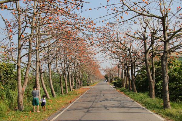 二林東螺溪畔木棉花道：【彰化景點】二林鎮東螺溪畔木棉花道~綿延一公里的火紅木棉花道，吸引了不少旅人來鄉間尋幽