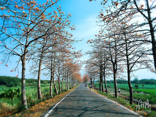 二林東螺溪畔木棉花道：【彰化景點】二林鎮東螺溪畔木棉花道~綿延一公里的火紅木棉花道，吸引了不少旅人來鄉間尋幽