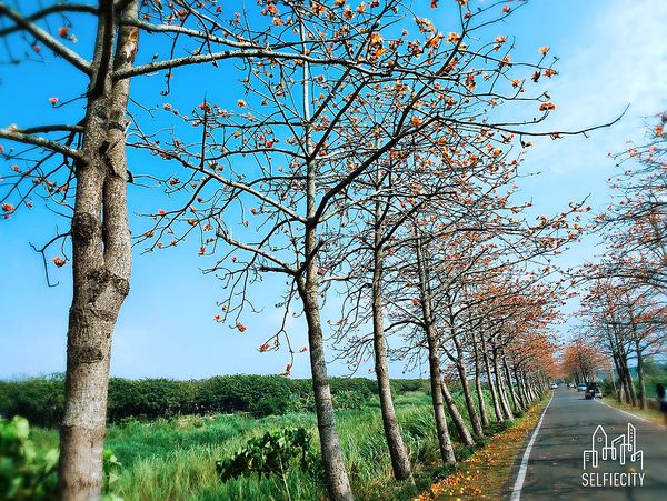 二林東螺溪畔木棉花道：【彰化景點】二林鎮東螺溪畔木棉花道~綿延一公里的火紅木棉花道，吸引了不少旅人來鄉間尋幽