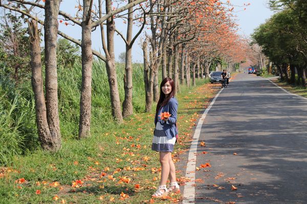 二林東螺溪畔木棉花道：【彰化景點】二林鎮東螺溪畔木棉花道~綿延一公里的火紅木棉花道，吸引了不少旅人來鄉間尋幽
