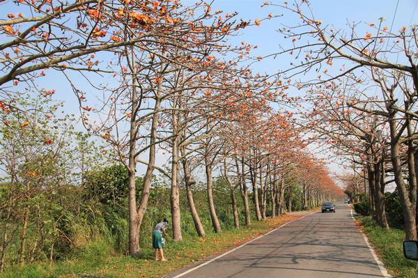 二林東螺溪畔木棉花道：【彰化景點】二林鎮東螺溪畔木棉花道~綿延一公里的火紅木棉花道，吸引了不少旅人來鄉間尋幽