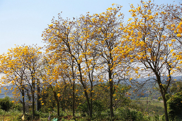 巨埔農場:【新竹景點】新埔巨埔農場~廣源記圳步道/黃風鈴花盛開/遇見七彩繽紛的夢幻彩虹水管屋