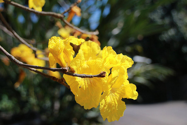 巨埔農場:【新竹景點】新埔巨埔農場~廣源記圳步道/黃風鈴花盛開/遇見七彩繽紛的夢幻彩虹水管屋