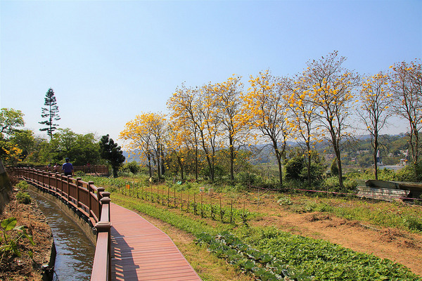 巨埔農場:【新竹景點】新埔巨埔農場~廣源記圳步道/黃風鈴花盛開/遇見七彩繽紛的夢幻彩虹水管屋