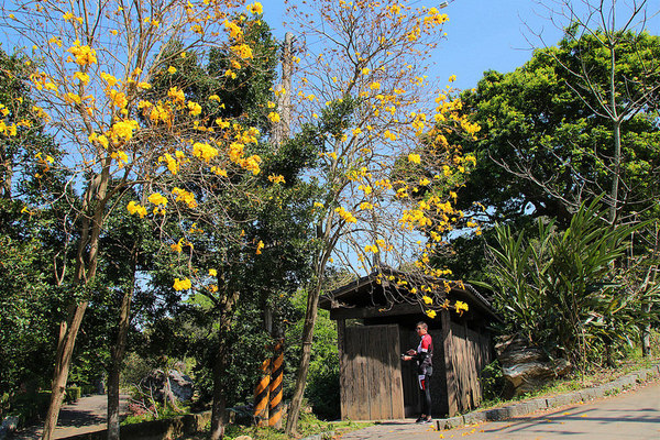 巨埔農場:【新竹景點】新埔巨埔農場~廣源記圳步道/黃風鈴花盛開/遇見七彩繽紛的夢幻彩虹水管屋
