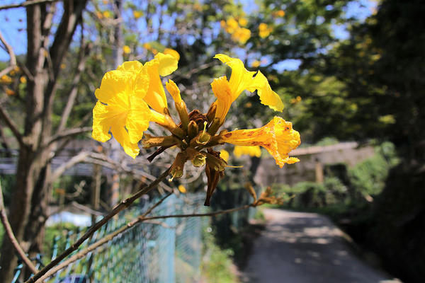 巨埔農場:【新竹景點】新埔巨埔農場~廣源記圳步道/黃風鈴花盛開/遇見七彩繽紛的夢幻彩虹水管屋