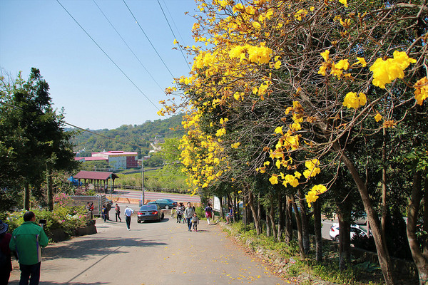 巨埔農場:【新竹景點】新埔巨埔農場~廣源記圳步道/黃風鈴花盛開/遇見七彩繽紛的夢幻彩虹水管屋