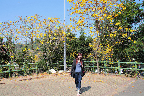 巨埔農場:【新竹景點】新埔巨埔農場~廣源記圳步道/黃風鈴花盛開/遇見七彩繽紛的夢幻彩虹水管屋