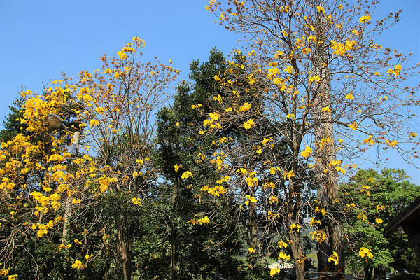 巨埔農場:【新竹景點】新埔巨埔農場~廣源記圳步道/黃風鈴花盛開/遇見七彩繽紛的夢幻彩虹水管屋