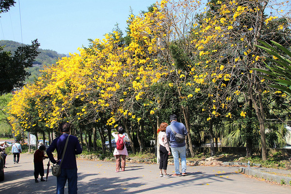 巨埔農場:【新竹景點】新埔巨埔農場~廣源記圳步道/黃風鈴花盛開/遇見七彩繽紛的夢幻彩虹水管屋