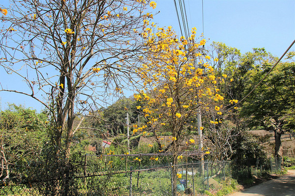 巨埔農場:【新竹景點】新埔巨埔農場~廣源記圳步道/黃風鈴花盛開/遇見七彩繽紛的夢幻彩虹水管屋