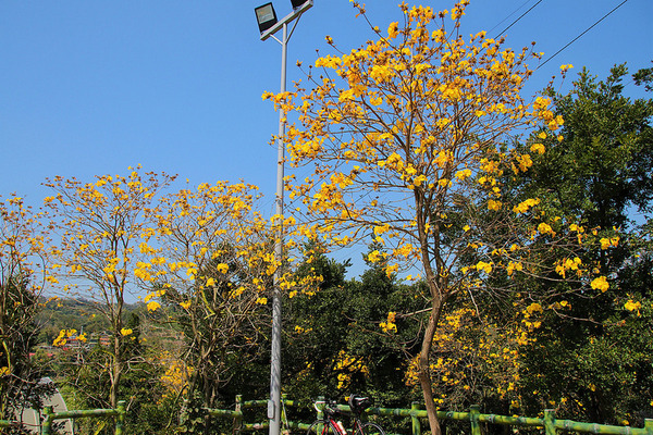 巨埔農場:【新竹景點】新埔巨埔農場~廣源記圳步道/黃風鈴花盛開/遇見七彩繽紛的夢幻彩虹水管屋