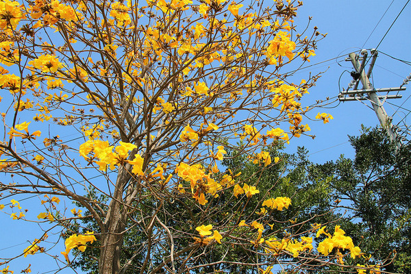 巨埔農場:【新竹景點】新埔巨埔農場~廣源記圳步道/黃風鈴花盛開/遇見七彩繽紛的夢幻彩虹水管屋