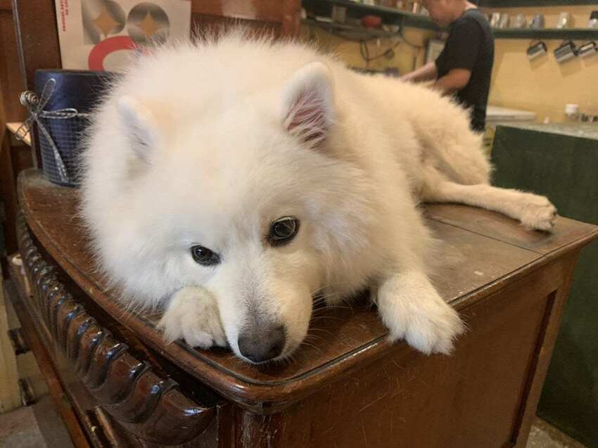 樓梯好陡咖啡館 SteepStairs 台北大同 食記 - 丹尼的吃喝玩樂