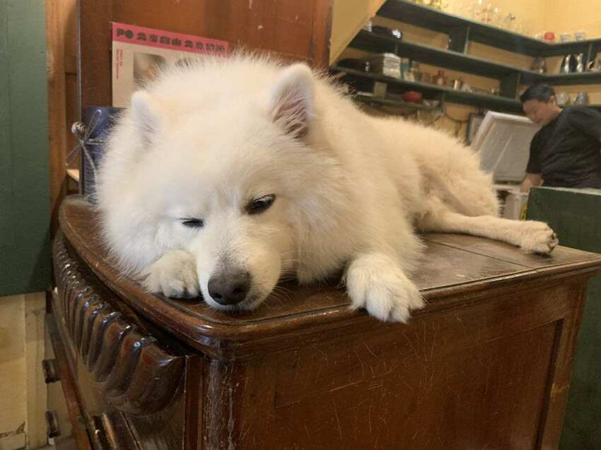 樓梯好陡咖啡館 SteepStairs 台北大同 食記 - 丹尼的吃喝玩樂