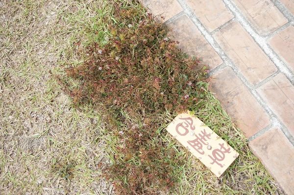 DSC02181.jpg DSC02181.jpg