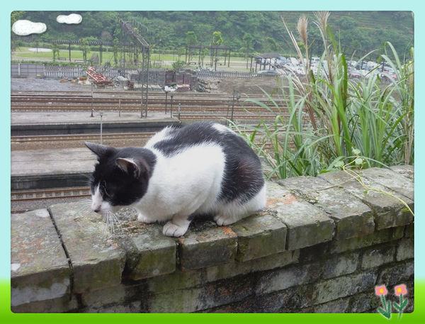 南投/平溪~~推薦均亞小客車!!!!帶香港朋友出去玩<3