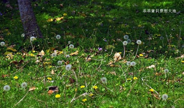 樂活公園-16.JPG