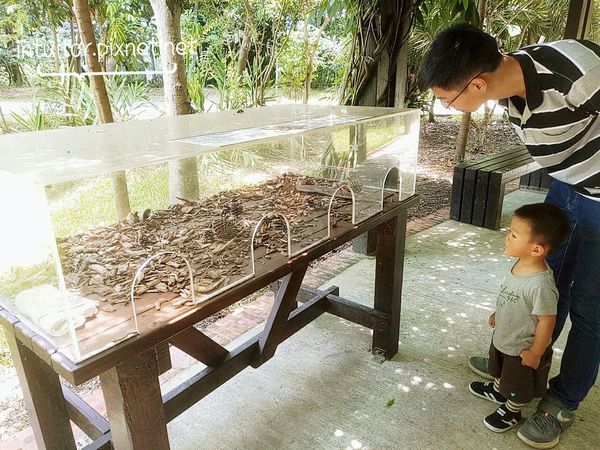 林口樂活公園生態觸覺箱.jpg 林口樂活公園生態觸覺箱.jpg