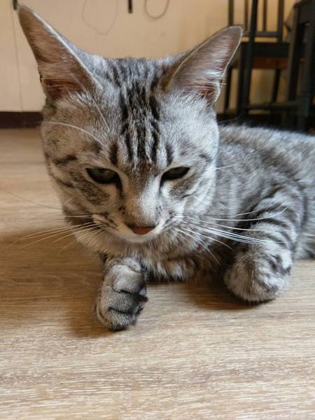 Between brunch：Between brunch-位在中清路巷底的老屋建築 貓店長跟老闆親切的招呼著每一位來的客人 雖然餐點不算特優 但環境令人流連