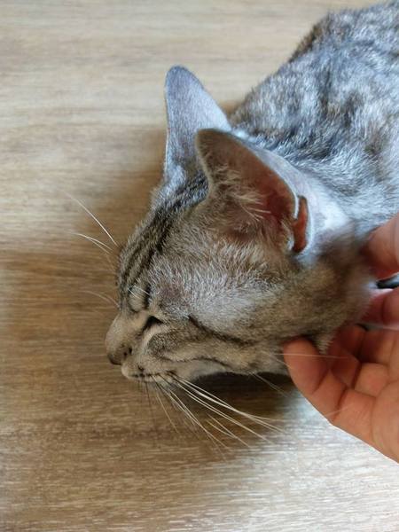 Between brunch：Between brunch-位在中清路巷底的老屋建築 貓店長跟老闆親切的招呼著每一位來的客人 雖然餐點不算特優 但環境令人流連