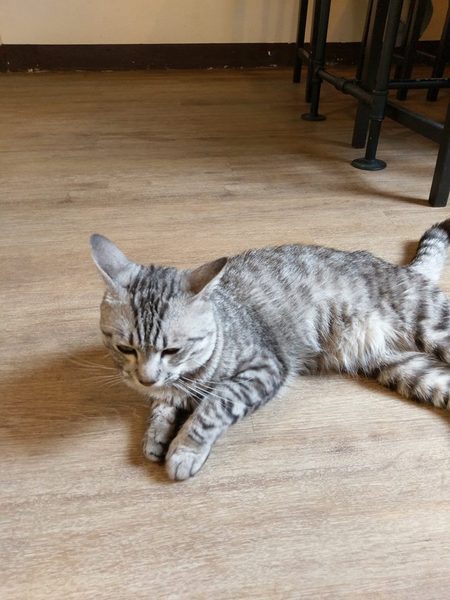 Between brunch：Between brunch-位在中清路巷底的老屋建築 貓店長跟老闆親切的招呼著每一位來的客人 雖然餐點不算特優 但環境令人流連