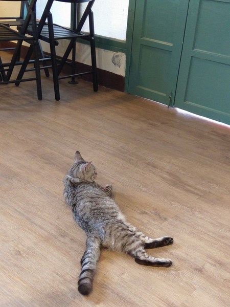 Between brunch：Between brunch-位在中清路巷底的老屋建築 貓店長跟老闆親切的招呼著每一位來的客人 雖然餐點不算特優 但環境令人流連