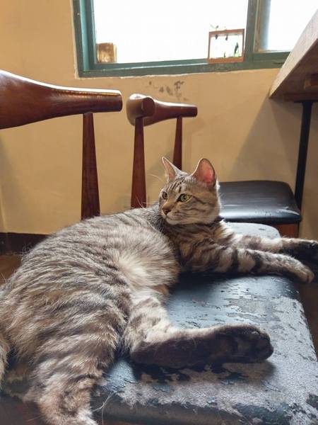 Between brunch：Between brunch-位在中清路巷底的老屋建築 貓店長跟老闆親切的招呼著每一位來的客人 雖然餐點不算特優 但環境令人流連