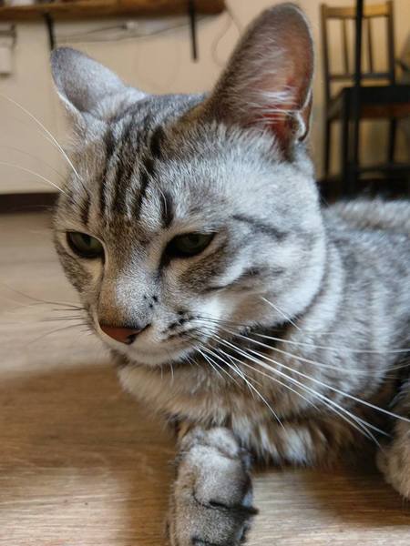 Between brunch：Between brunch-位在中清路巷底的老屋建築 貓店長跟老闆親切的招呼著每一位來的客人 雖然餐點不算特優 但環境令人流連