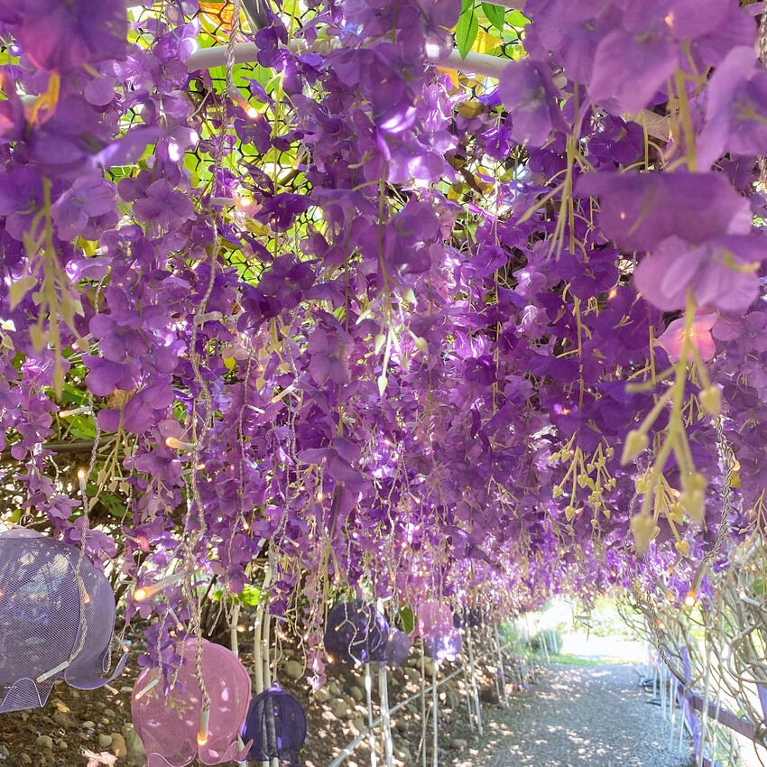 苗栗人氣夢幻的紫色咖啡廳—噢哈娜咖啡屋，高達10個打卡景點任你拍，快揪姊妹一起來