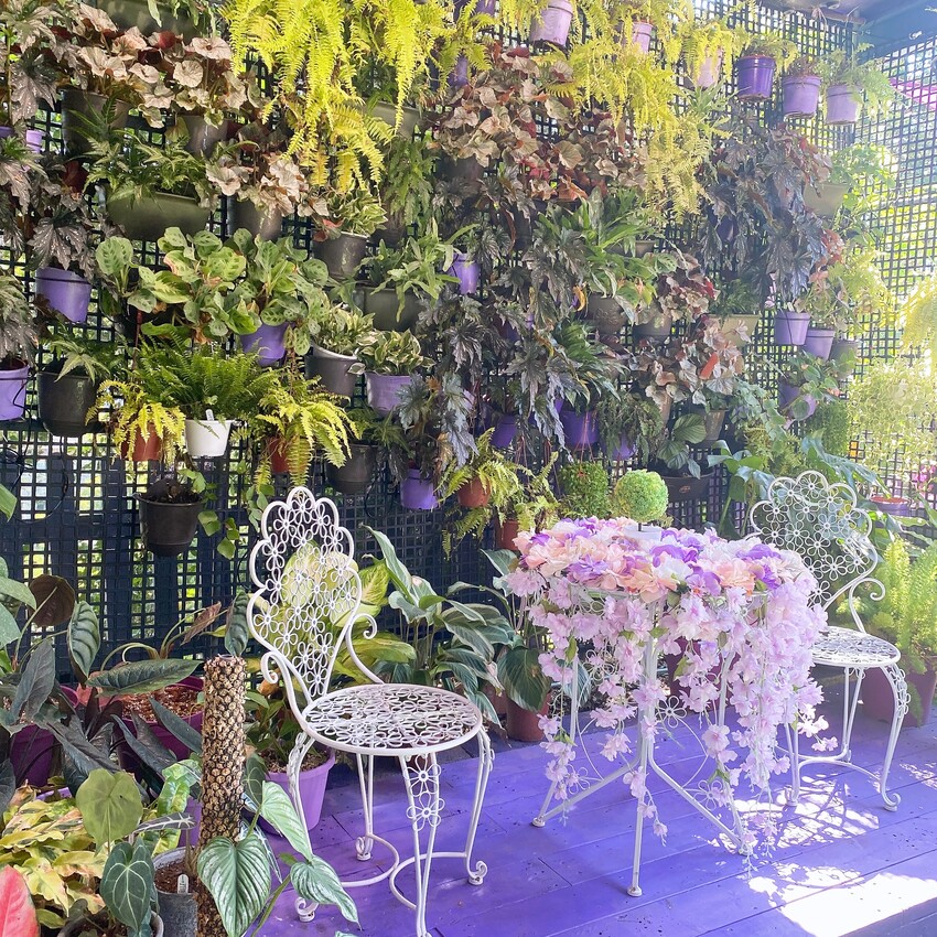 苗栗人氣夢幻的紫色咖啡廳—噢哈娜咖啡屋，高達10個打卡景點任你拍，快揪姊妹一起來