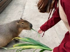苗栗人氣夢幻的紫色咖啡廳—噢哈娜咖啡屋，高達10個打卡景點任你拍，快揪姊妹一起來