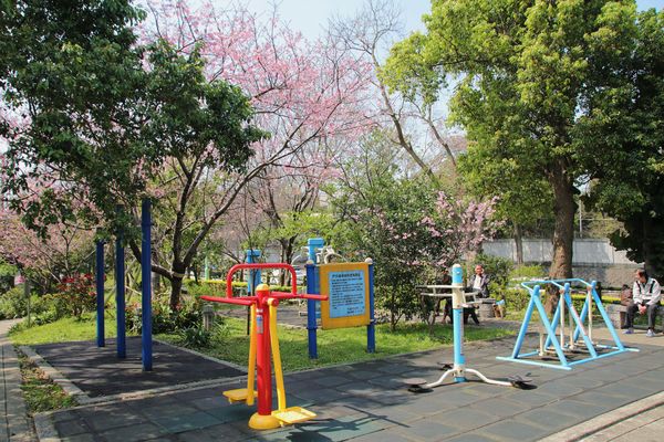 日星公園：【桃園景點】桃園平鎮莊敬里日星公園~粉紅色櫻花粉嫩嬌豔耀眼奪目