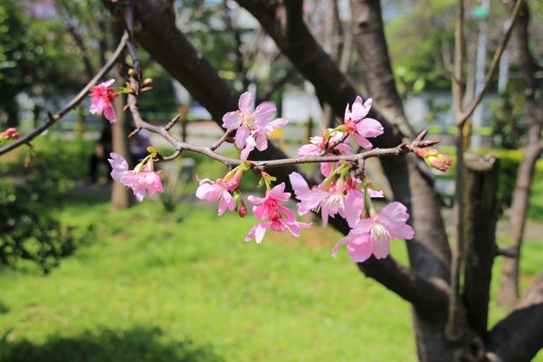 日星公園：【桃園景點】桃園平鎮莊敬里日星公園~粉紅色櫻花粉嫩嬌豔耀眼奪目