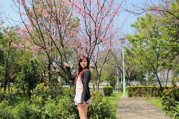 日星公園：【桃園景點】桃園平鎮莊敬里日星公園~粉紅色櫻花粉嫩嬌豔耀眼奪目