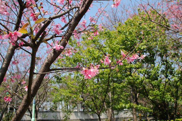 日星公園：【桃園景點】桃園平鎮莊敬里日星公園~粉紅色櫻花粉嫩嬌豔耀眼奪目