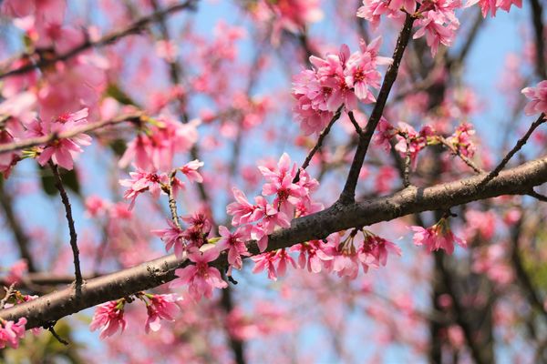 日星公園：【桃園景點】桃園平鎮莊敬里日星公園~粉紅色櫻花粉嫩嬌豔耀眼奪目