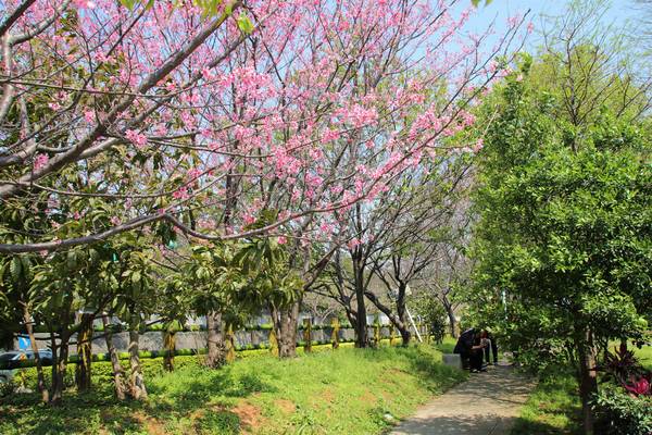 日星公園：【桃園景點】桃園平鎮莊敬里日星公園~粉紅色櫻花粉嫩嬌豔耀眼奪目