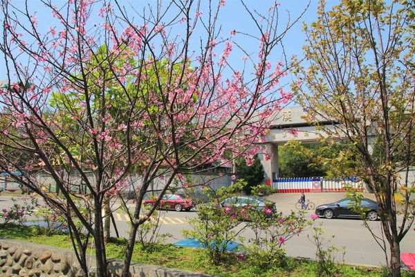 日星公園：【桃園景點】桃園平鎮莊敬里日星公園~粉紅色櫻花粉嫩嬌豔耀眼奪目