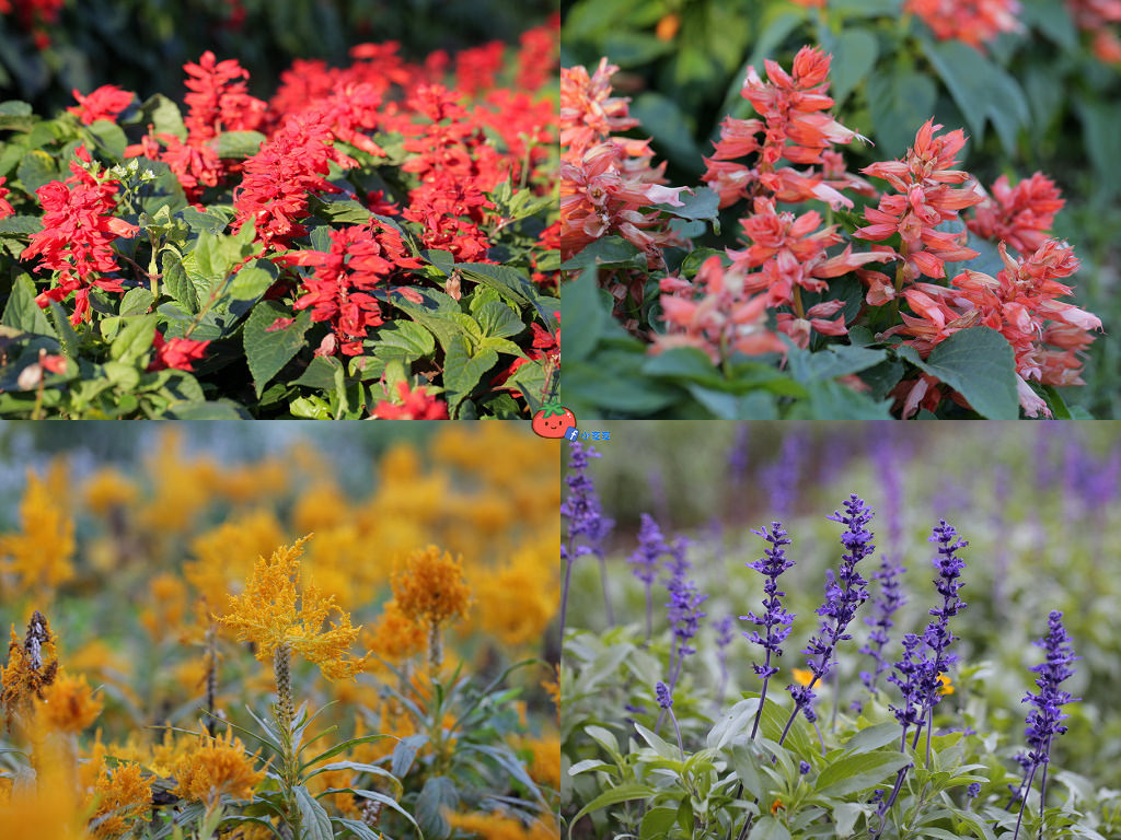 【桃園大溪】神秘巨石摩艾出沒!大溪花海農場 彩紅花田