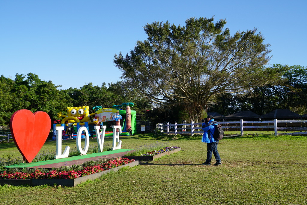 【桃園大溪】神秘巨石摩艾出沒!大溪花海農場 彩紅花田