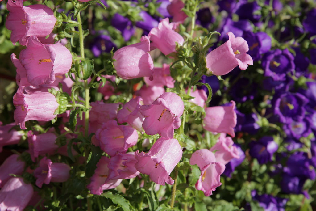 【桃園大溪】神秘巨石摩艾出沒!大溪花海農場 彩紅花田