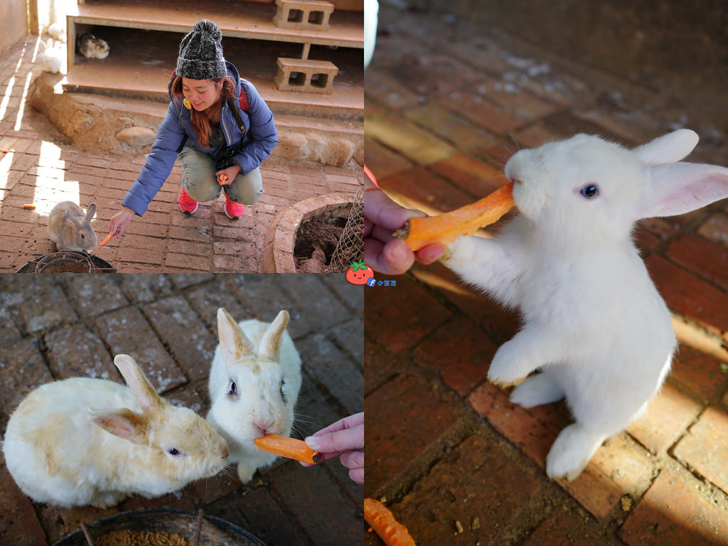 【桃園大溪】神秘巨石摩艾出沒!大溪花海農場 彩紅花田
