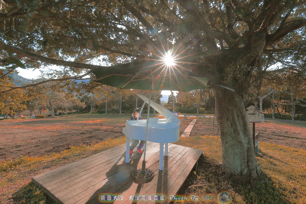 桃園大溪 大溪花海農場