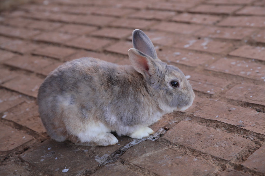 【桃園大溪】神秘巨石摩艾出沒!大溪花海農場 彩紅花田