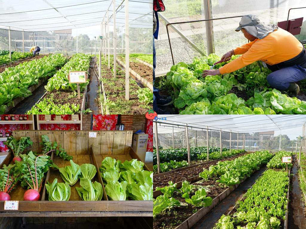 【桃園大溪】神秘巨石摩艾出沒!大溪花海農場 彩紅花田