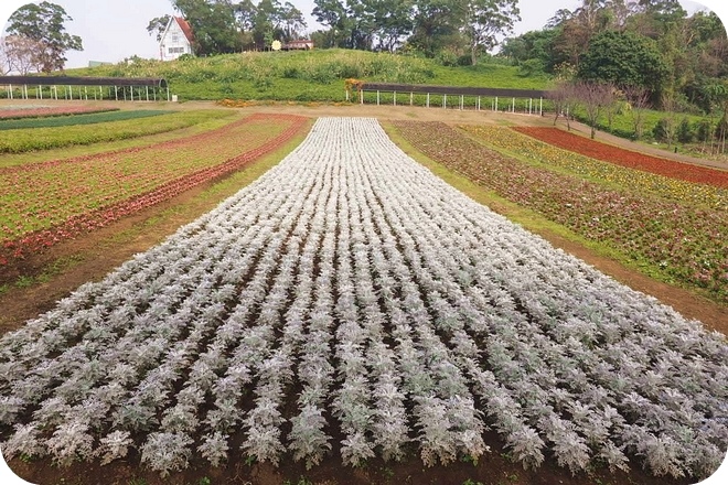 P2150053-2 P2150053-2