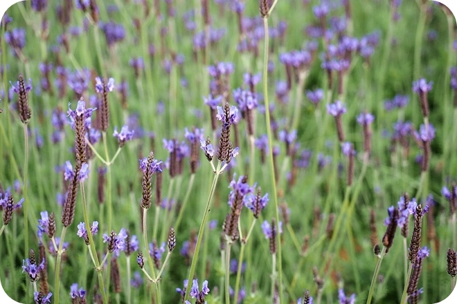 P2150057-2 P2150057-2