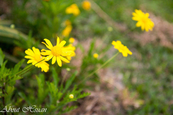 大溪花海農場:摩艾巨石像-大溪花海農場親子遊推薦